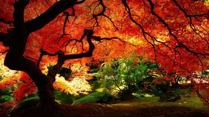 Fall Backgrounds Desktop