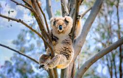 Koala Wallpaper Desktop