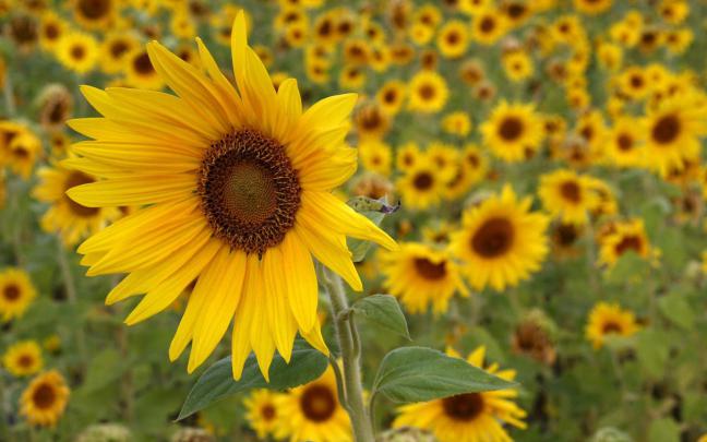 wallpapers: Sunflowers Desktop Wallpapers