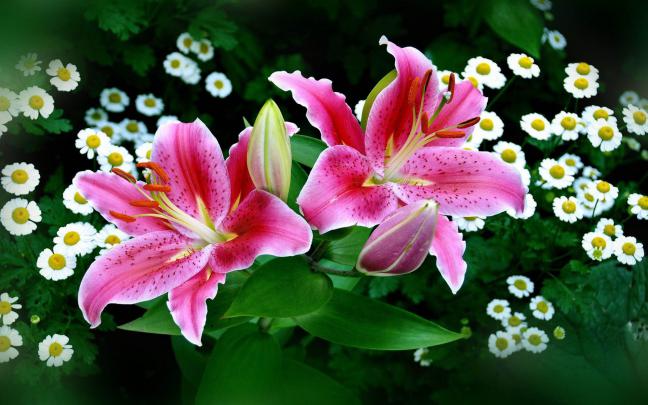Lilies Tiger Lily Flowers Lily Garden Desktop Wallpapers Hd 