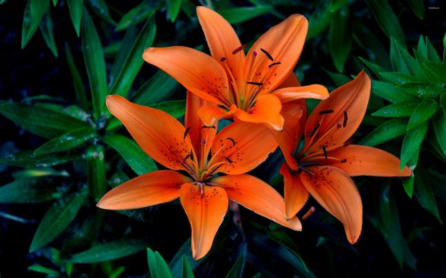 Orange lilies [3] wallpaper - Flower wallpapers - #40296