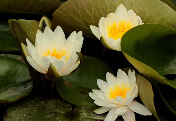 lilies, Flowers Wallpapers HD \/ Desktop and Mobile Backgrounds