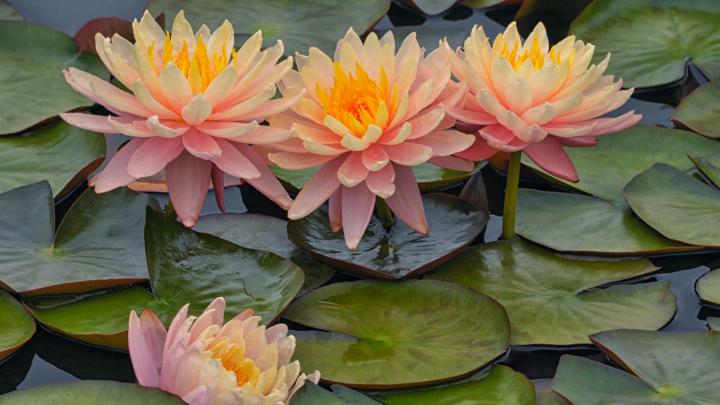 Water Lily Flowers On Body Of Water HD Flowers Wallpapers | HD 