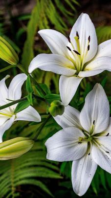 Lily Flower iPhone Wallpapers