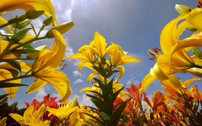 Lily Flowers Wallpapers | HD Wallpapers | ID #9696