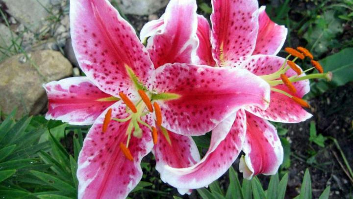Stargazer Lily Wallpaper \u00b7\u2460 