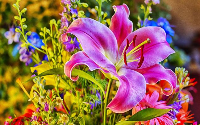 pink lily - HD Desktop Wallpapers
