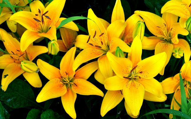 Orange lilies [4] wallpaper - Flower wallpapers - #40223