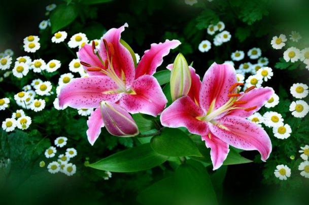 flowers, Nature, White Flowers, Pink Flowers, Lilies Wallpapers HD 