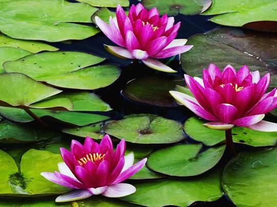 Dark Pink Flowers Water Lillies Green Sheets Images For Desktop Hd 