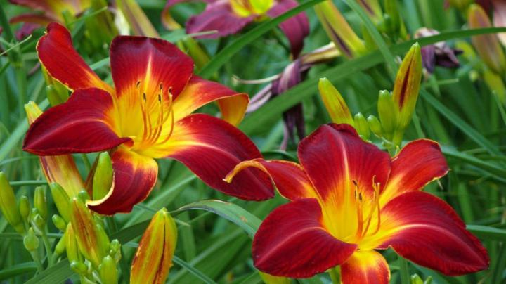 Flowers Red Lily Blooming Hd Wallpaper For Mobile Phonesdesktop 