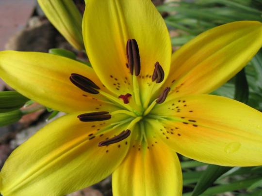 Lovely Yellow Flower Lily Wallpapers Hd