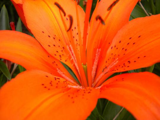 tiger lily flower backgrounds - HD Desktop Wallpapers
