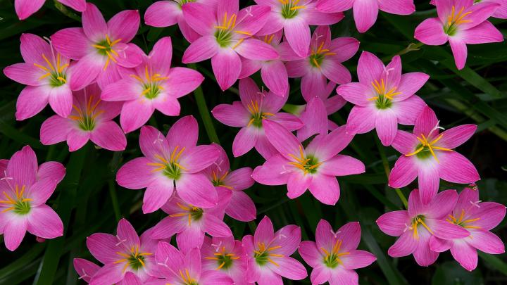 Pink Lily Flowers HD Pink Wallpapers | HD Wallpapers | ID #37300