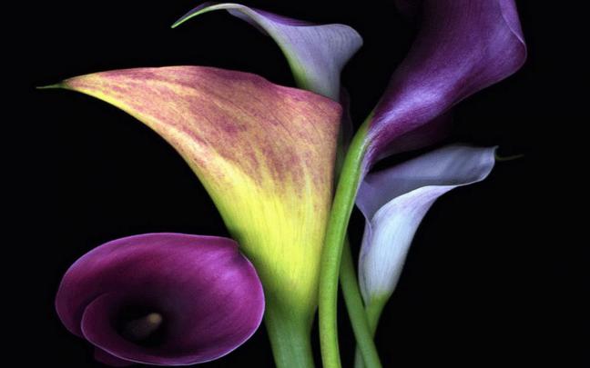 calla lilies wallpaper flowers - HD Desktop Wallpapers