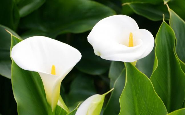 calla lilies wallpaper cute - HD Desktop Wallpapers