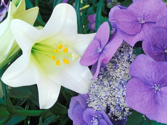 Easter Lily Hydrangea Untitled Wallpaper \u2013 Nature Flowers HD Desktop 