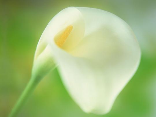 flower calla lily - HD Desktop Wallpapers