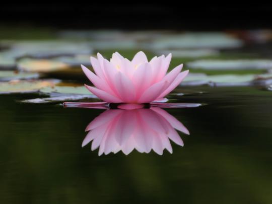 Desktop wallpaper lake, flower, pink water lily, reflections, hd image 