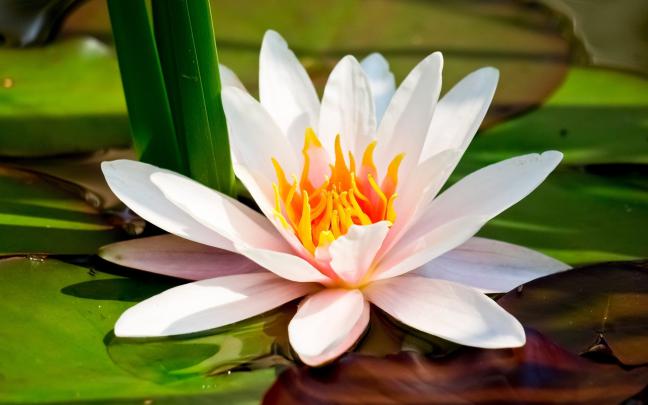 Lily Pad Wallpaper \u00b7\u2460 