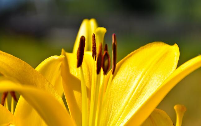 yellow lily flowers - HD Desktop Wallpapers