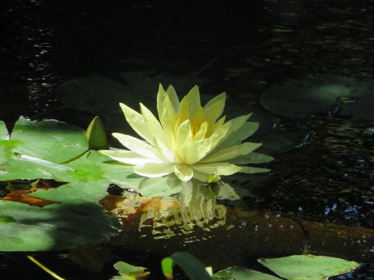 green, Water, Pond, Flowers, Water lilies, Lilies Wallpapers HD 