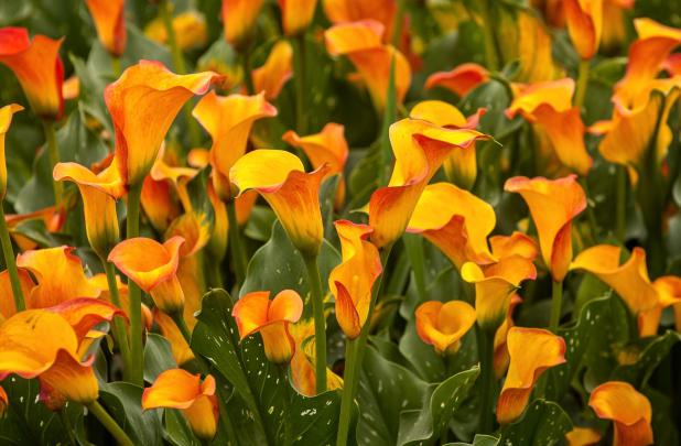 calla flower - HD Desktop Wallpapers
