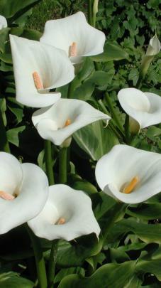 540x960 calla lilies, flowers, white 540x960 Resolution Wallpaper, HD 