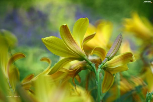 Flowers, lily, Yellow - For desktop wallpapers: 2560x1707
