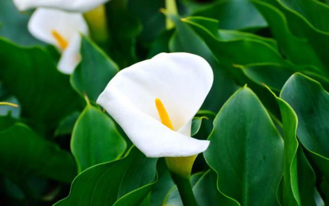 calla lily flowers - HD Desktop Wallpapers