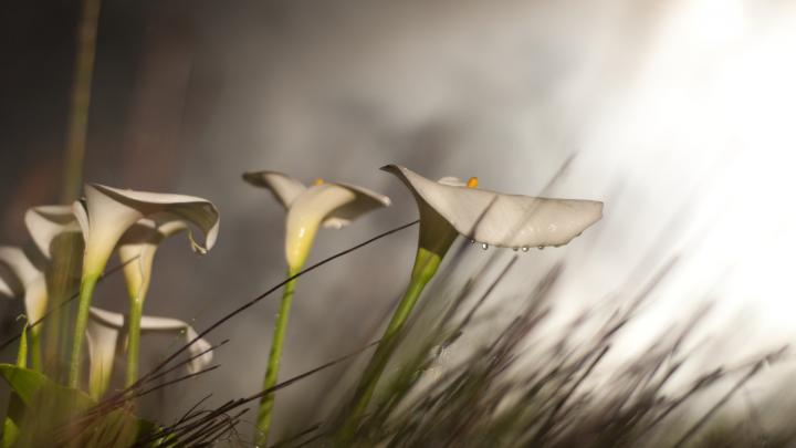 calla lilies flowers wallpaper - HD Desktop Wallpapers