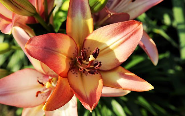 lily flower wallpaper hd - HD Desktop Wallpapers