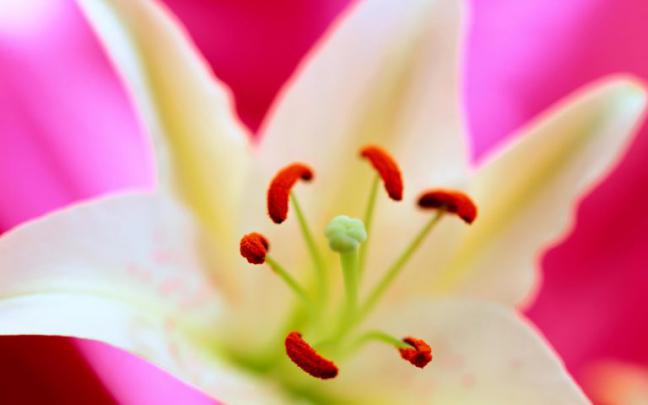 lily wallpapers hd - HD Desktop Wallpapers