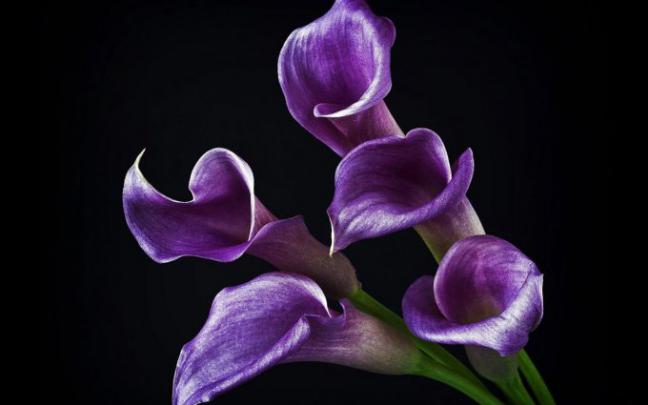 callas flowers - HD Desktop Wallpapers