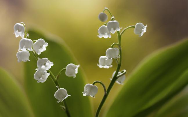 Lilies of the valley, white little flowers wallpaper | flowers 