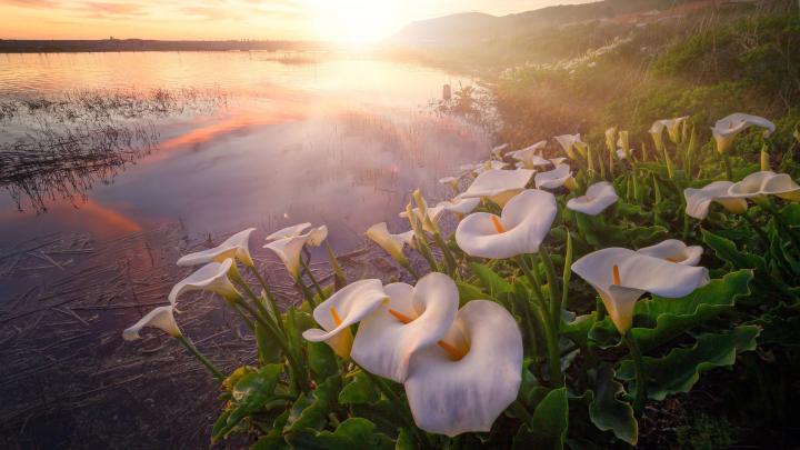 Fog Calla Lily With Dawn Near Lake HD Flowers Wallpapers | HD 