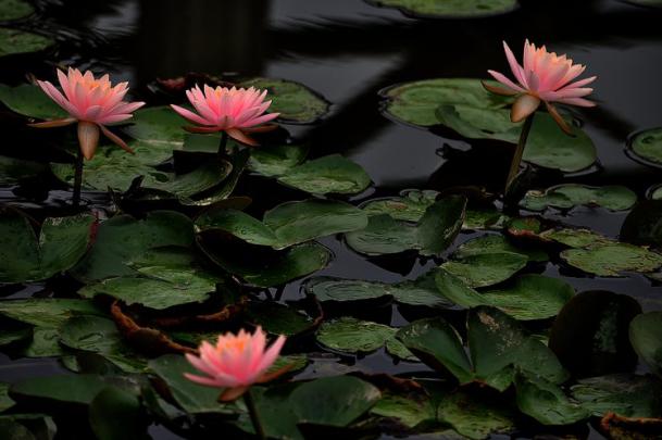 flower, Water, Lily, Nature, Drops, Leaf, Lake, Pond Wallpapers HD 