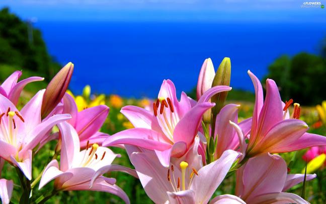 Pink, Flowers, sea, lilies - Flowers wallpapers: 2048x1280