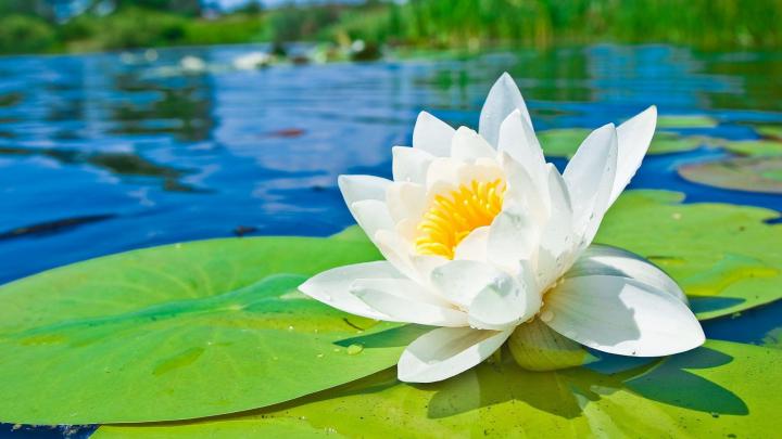 Water Lily Wallpapers