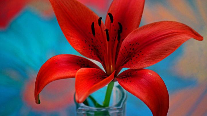 Red Lily Flower Wallpaper For Desktop Hd 3840x2400