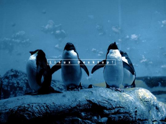 Linux Penguin Wallpapers - Top Free Linux Penguin Backgrounds 