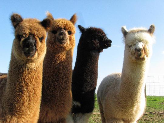 Llama Computer Wallpapers
