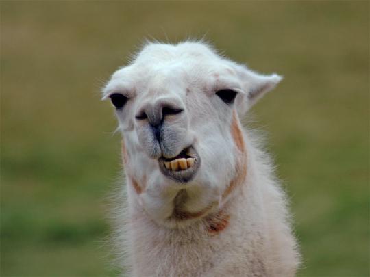 Cute Spring Llama Wallpapers