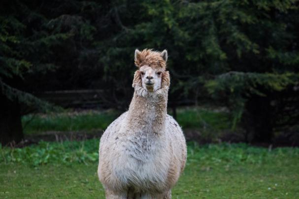 Download Llama Desktop Wallpapers Gallery