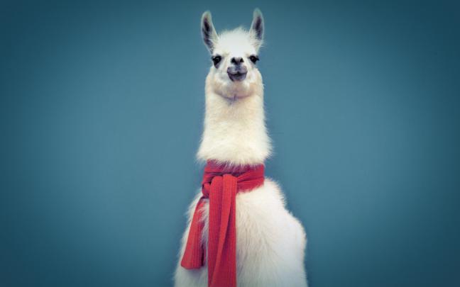 Free download Llama Computer Wallpapers Desktop Backgrounds 1920x1200 