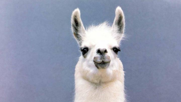 Llama wallpaper | 1920x1080 | #46457