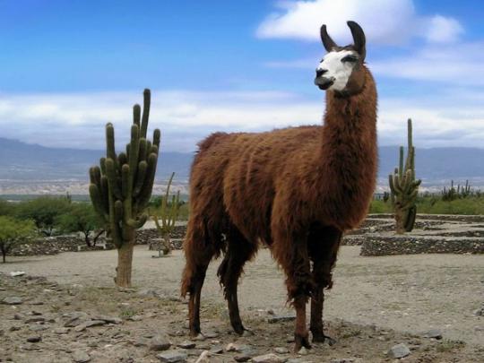 Llama Desktop Wallpaper -