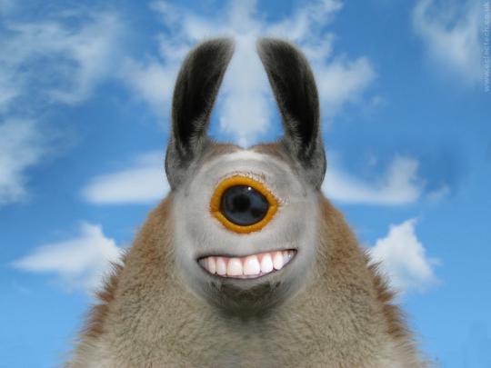 Llama Desktop Wallpaper -