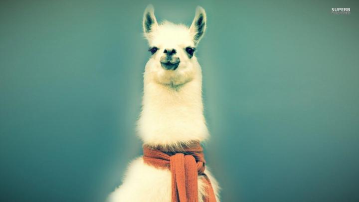 Llama Wallpapers