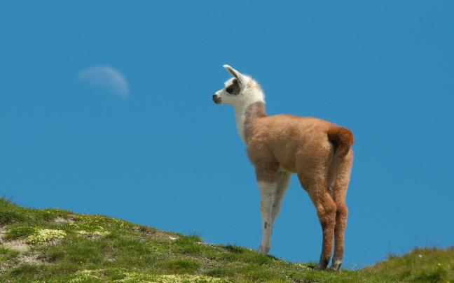 All Wallpapers: Llama hd Wallpapers 2013